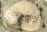 Fossil Ammonites (Discoscaphites & Jeletzkytes) - South Dakota #189319-2